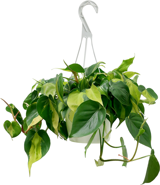 Philodendron Brazil Hanging Basket - Philodendron (700x797), Png Download