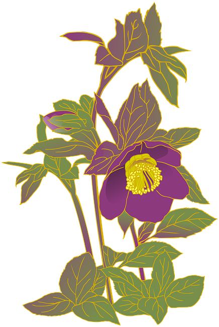 Christrosen Png (540x720), Png Download