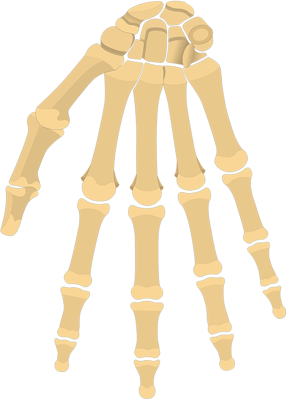 Wrist Bones Png (1200x831), Png Download