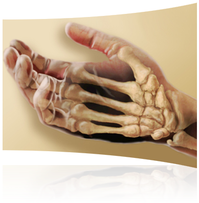 Test - Human Body Skeletal System For Kids (416x400), Png Download