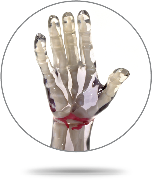 Hand - Bone (625x625), Png Download