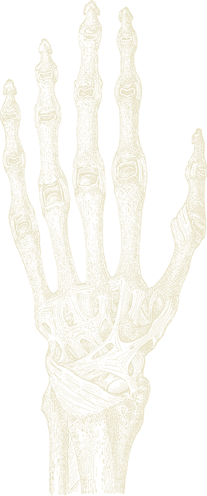 Skeleton Hand - Bones Of Hand Anatomy 1857 German Illustration Educational (301x720), Png Download