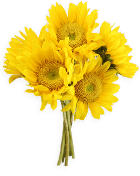 Free Png Sunflowers Png Png Images Transparent - Yellow Flower Bunch Png (480x637), Png Download