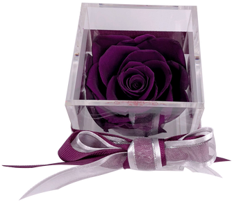 This Beautiful Preserved Rose Will Last More Than A - Garden Roses (498x664), Png Download