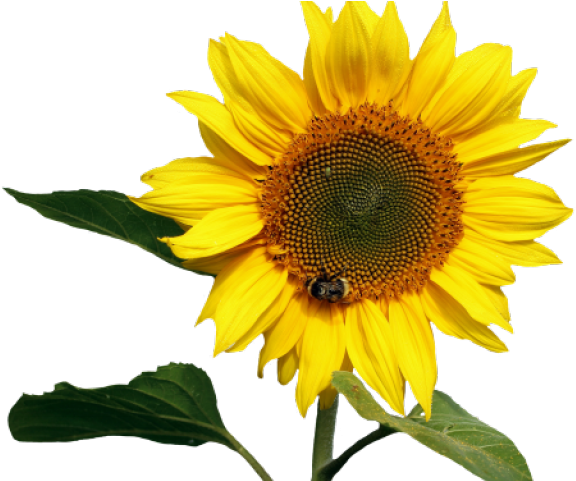 Transparent Background Sunflower Png (640x480), Png Download