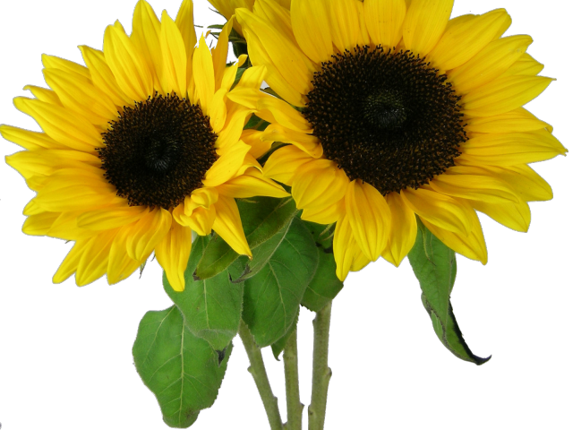 Sunflowers Png Transparent Images - Corn Beans Squash And Sunflowers (640x480), Png Download