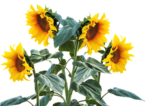 Sunflower, Summer, Sun, Plant - Sunflower Plant Png (482x340), Png Download