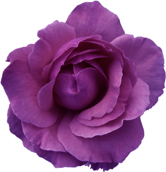 Purple Rose Clipart Transffparent Background 1 - Purple Rose Transparent Background (500x496), Png Download