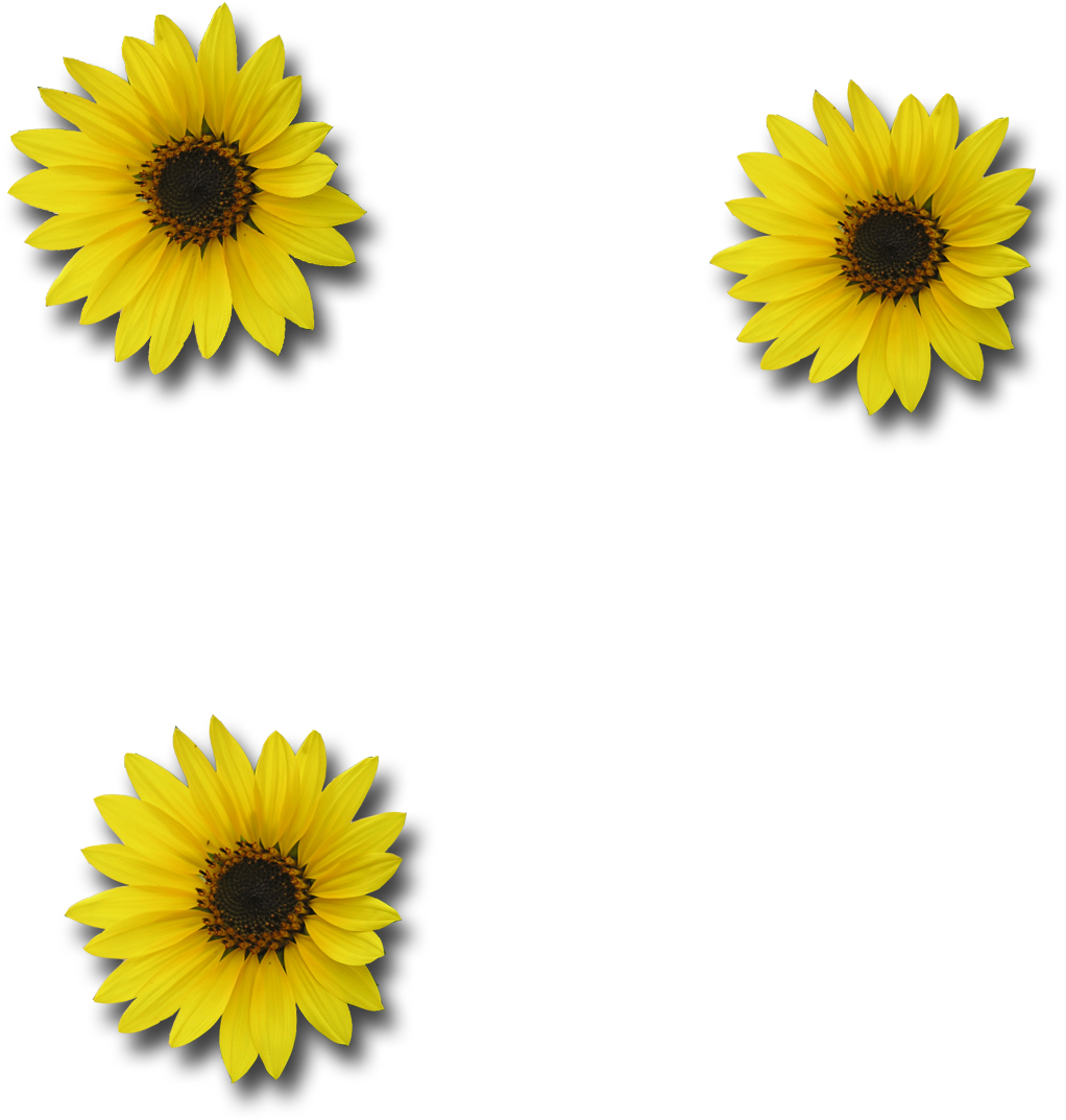 Sunflower Png Download - Portable Network Graphics (1200x1200), Png Download