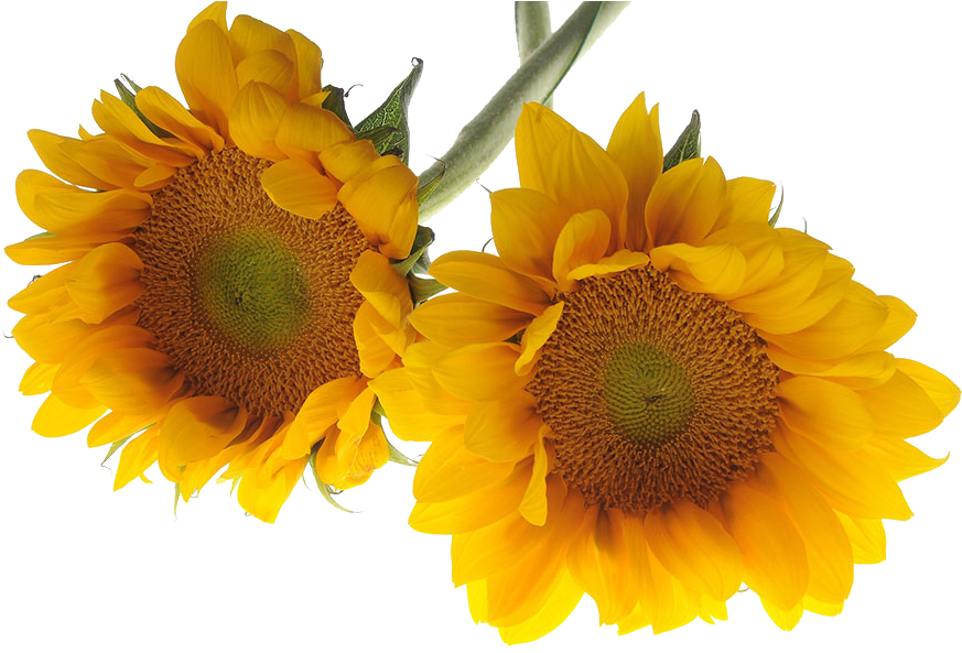 Sunflowers - ดอกไม้ พื้น หลัง สี ขาว สวย ๆ (960x638), Png Download
