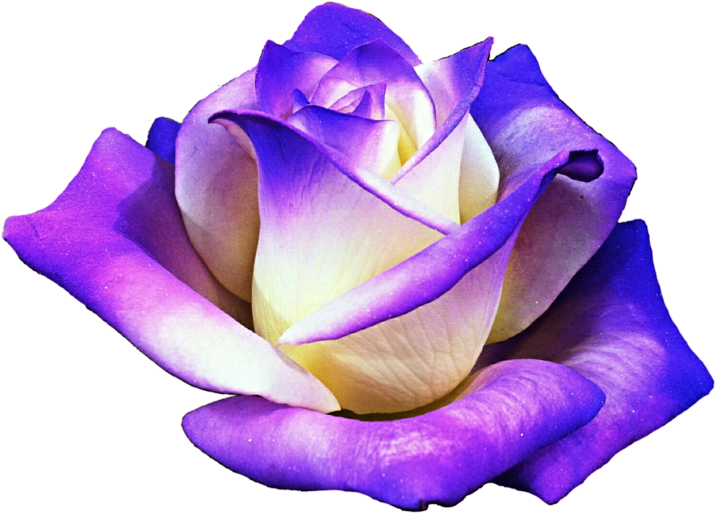 Report Abuse - Purple Rose Clipart Png (1024x732), Png Download