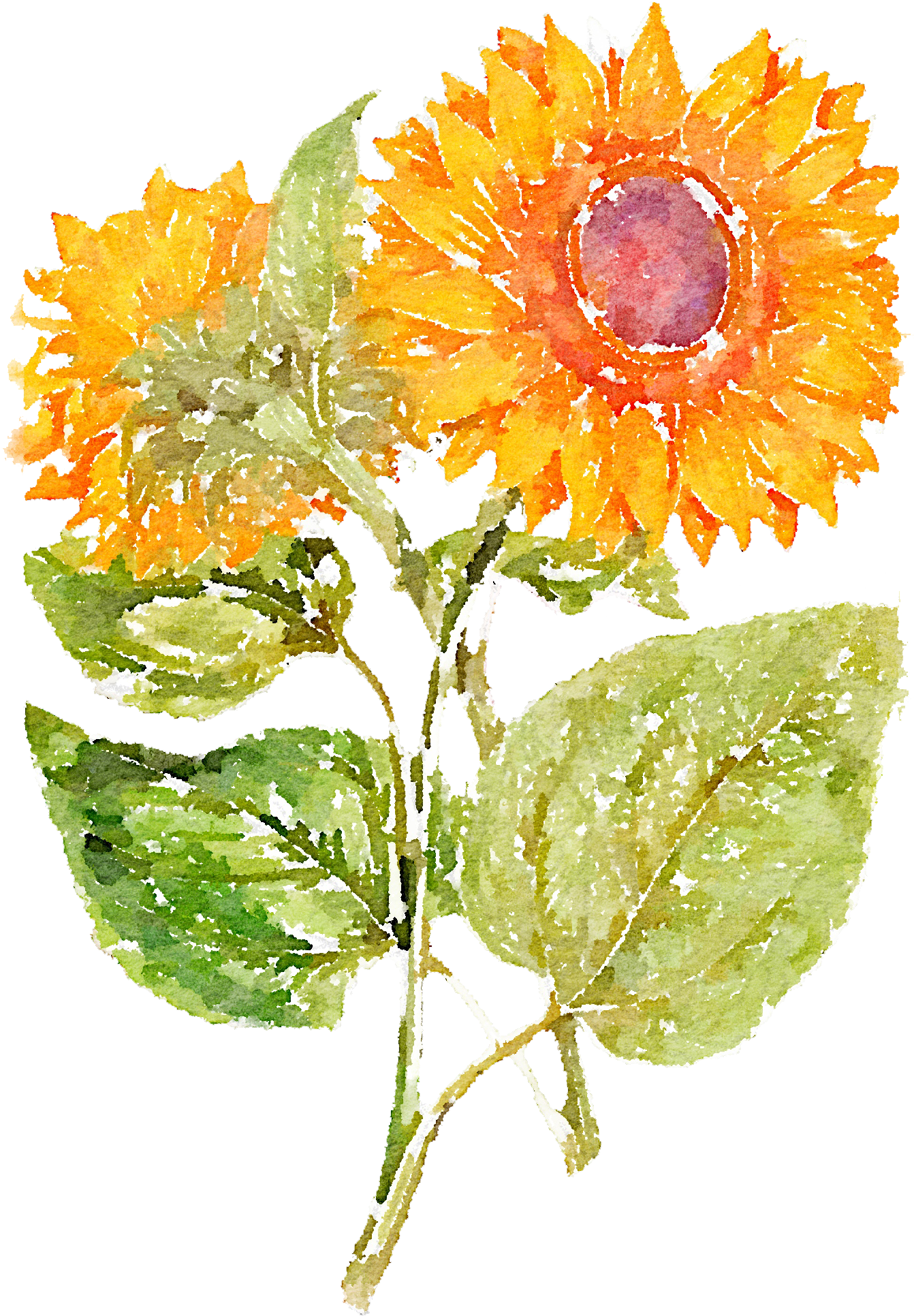 Hand Painted Sunflowers 1366*2048 Transprent Png - John Miller - Sunflower Giclee On Canvas (1366x2048), Png Download