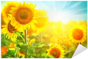 Beautiful Sunflower Blooming On The Field - Beautiful Sunflower Field (400x400), Png Download