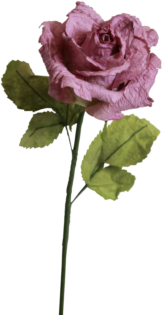 Light Purple Roses - Garden Roses (1024x1536), Png Download