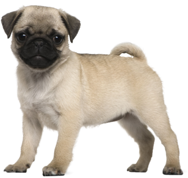 Pugerson The Pug From Baby Alive - 3 Months Pug Puppy (479x420), Png Download