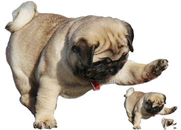 Pug Transparent Png - Pug Cute (500x338), Png Download