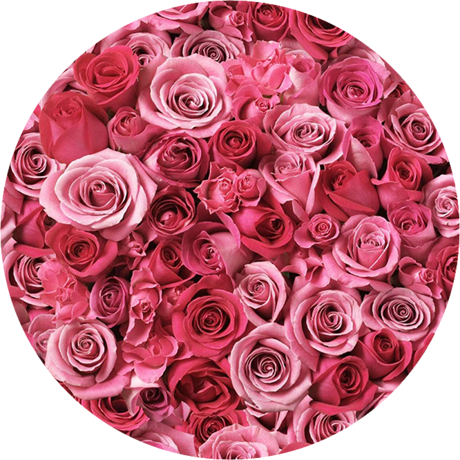 Bed Of Roses Entertainment - Roses In A Circle Png (666x666), Png Download