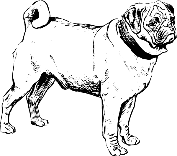 Small - Mamiferos Blanco Y Negro (600x530), Png Download