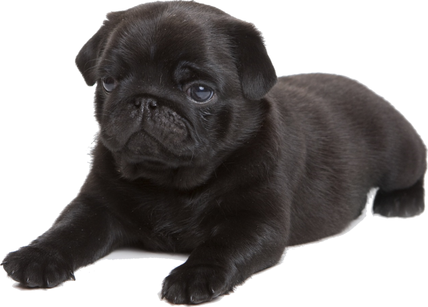 Share This Image - Cafepress Black Pug Tile Coaster (836x600), Png Download