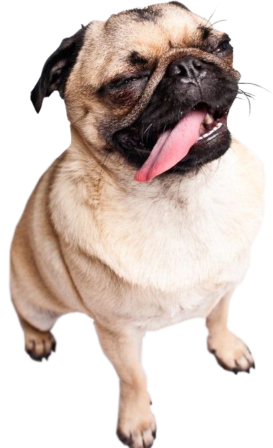 Transparent Happy Pug - De Pug (500x750), Png Download