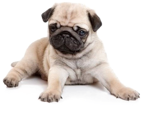 Pug Png Image Background - Pug Puppies (500x398), Png Download