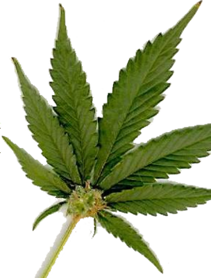 Free Weed Graphics Downloads - Marijuana Leaf (304x400), Png Download