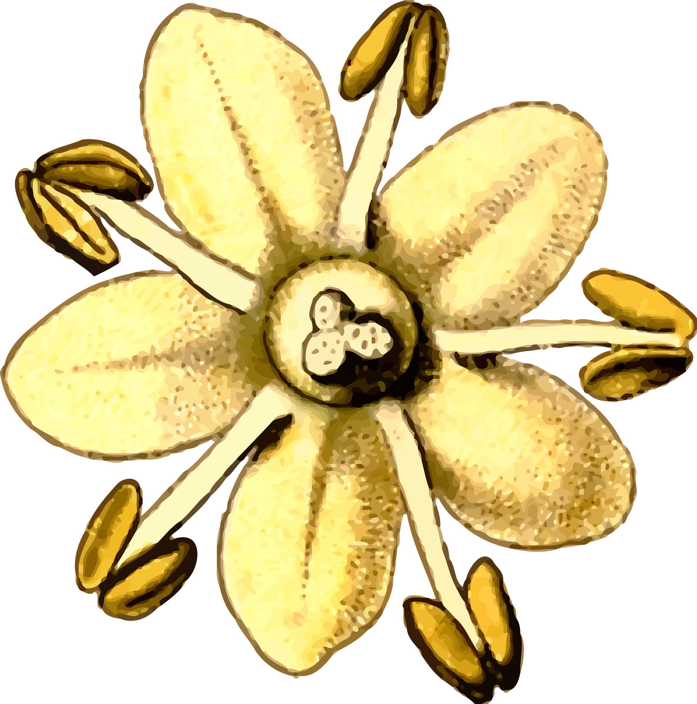 Elderflower By @firkin, From A Drawing In 'medizinal-pflanzen', - Elderflower Art (2375x2400), Png Download