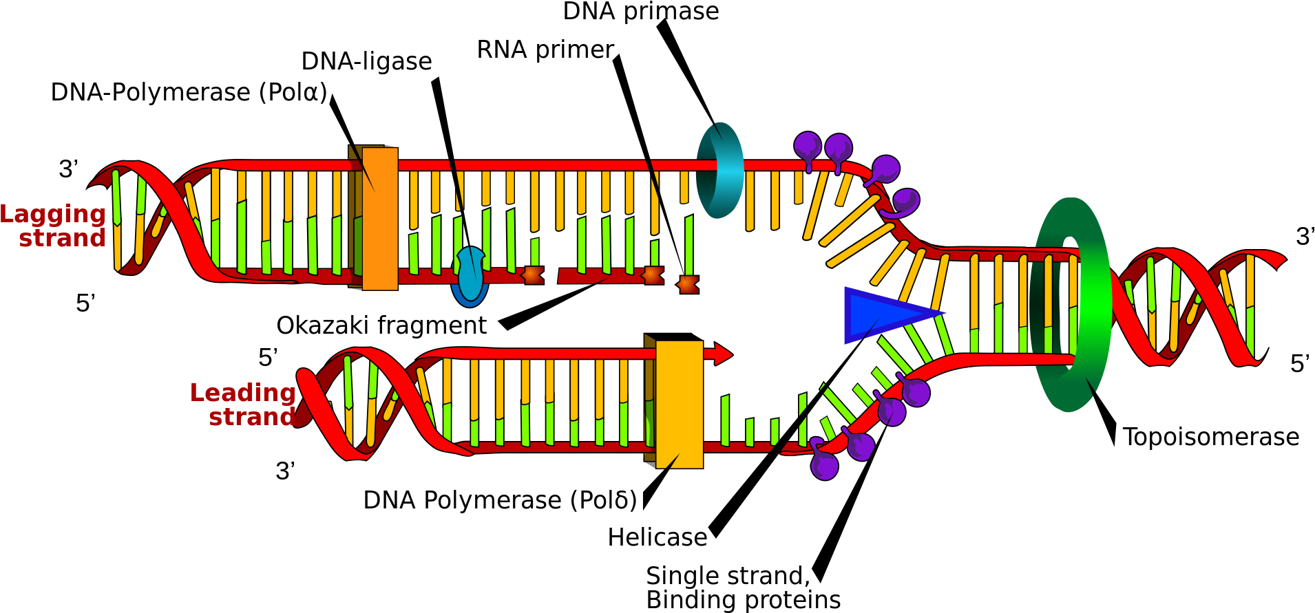 Open - Dna Replication (2000x973), Png Download