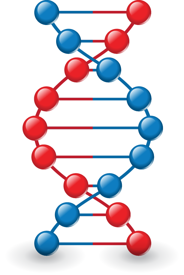 Png Images, Pngs, Dna, Dna Strand, Forensics, (id 37026) - Modelo Dna (613x912), Png Download