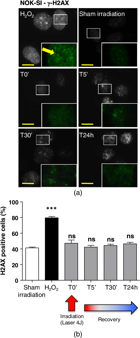 Lpt Does Not Induce Dna Strand Breaks - Portable Network Graphics (539x1299), Png Download