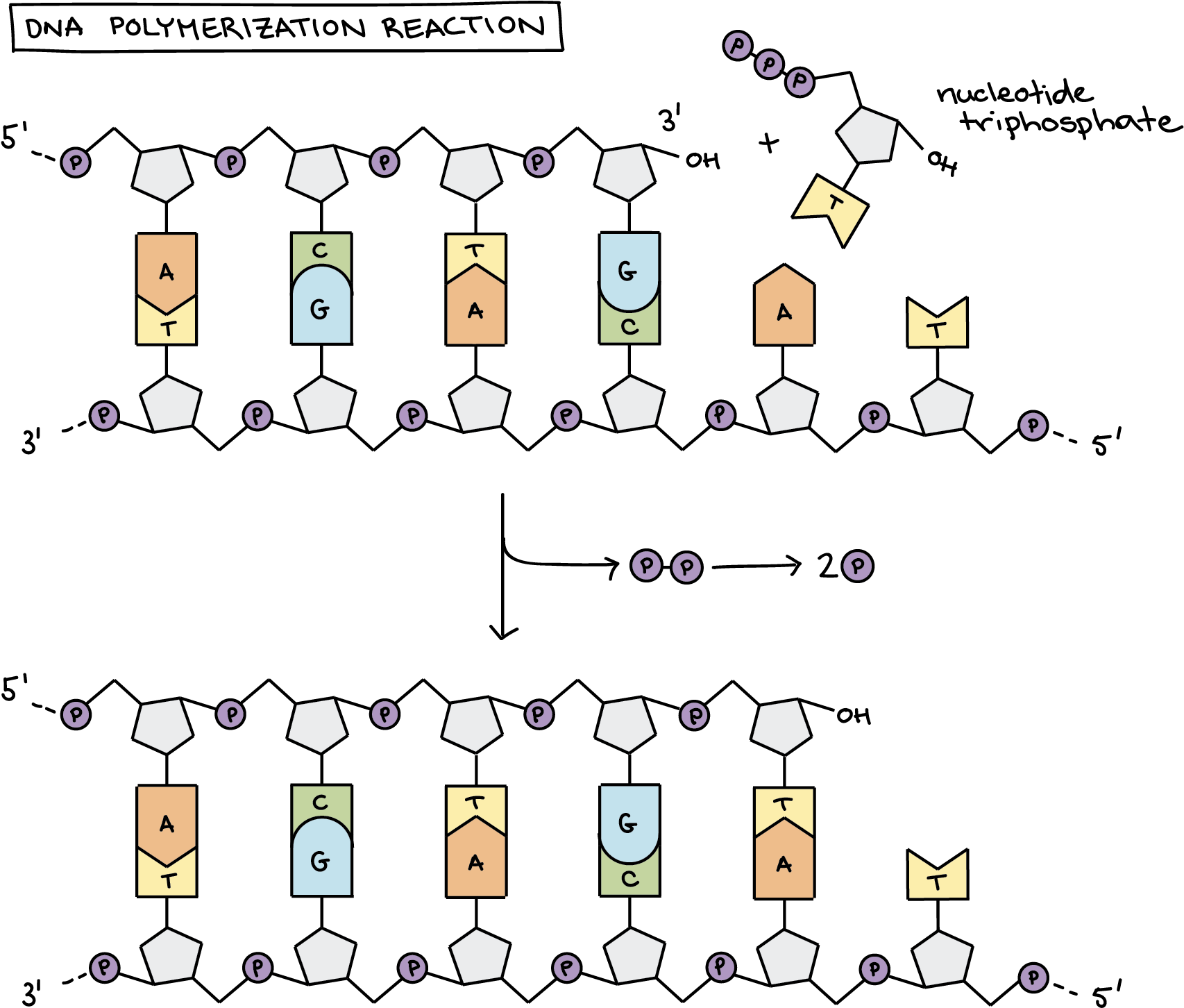 Dna Polymerization Reaction The Diagram Shows A Template - Dna Replication Chemistry (1765x1488), Png Download