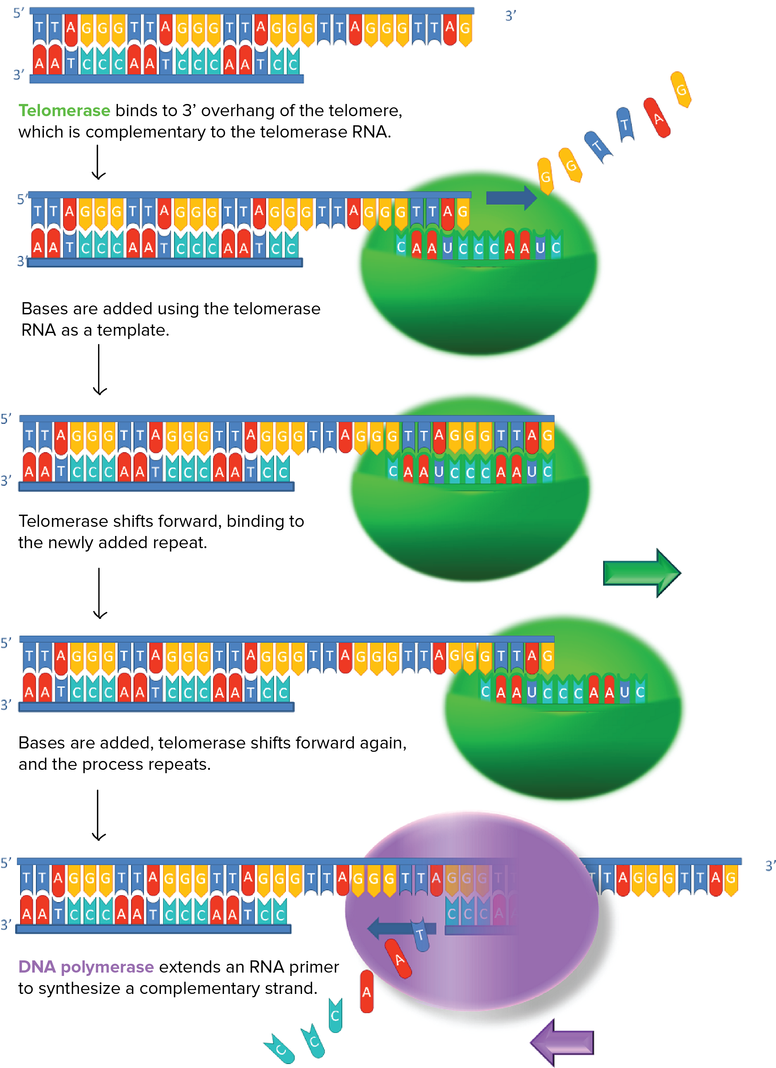 Image Modified From "working Principle Of Telomerase," - Digital Pcr And Liquid Biopsy (3019x3528), Png Download