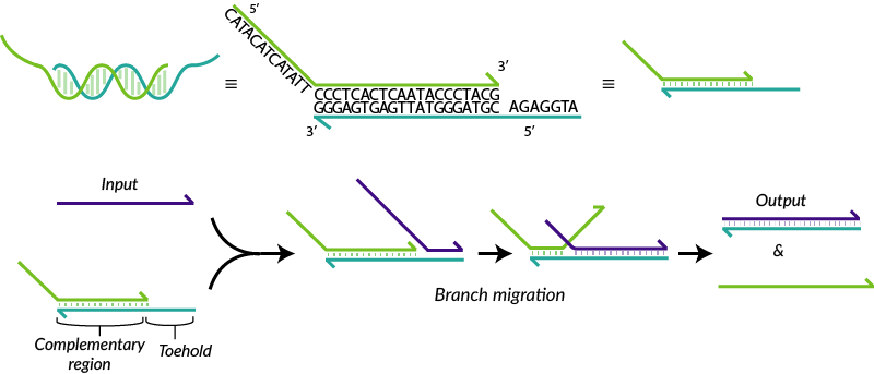 Tu Eindhoven Dna Strand Displacement - Strand Displacement Cascades (800x343), Png Download