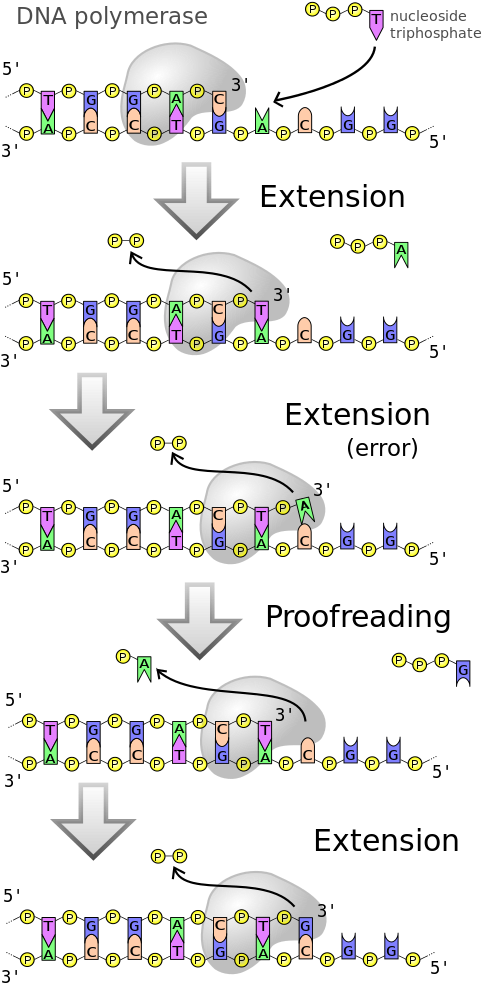 Dna Polymerases Are A Family Of Enzymes That Carry - Proofreading Dna (500x1000), Png Download