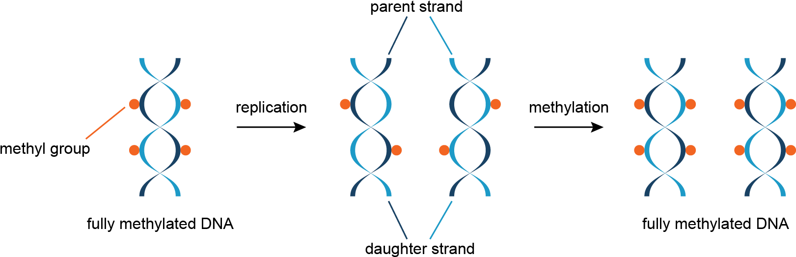 Replication Of Methylated Dna - Dna (1622x530), Png Download