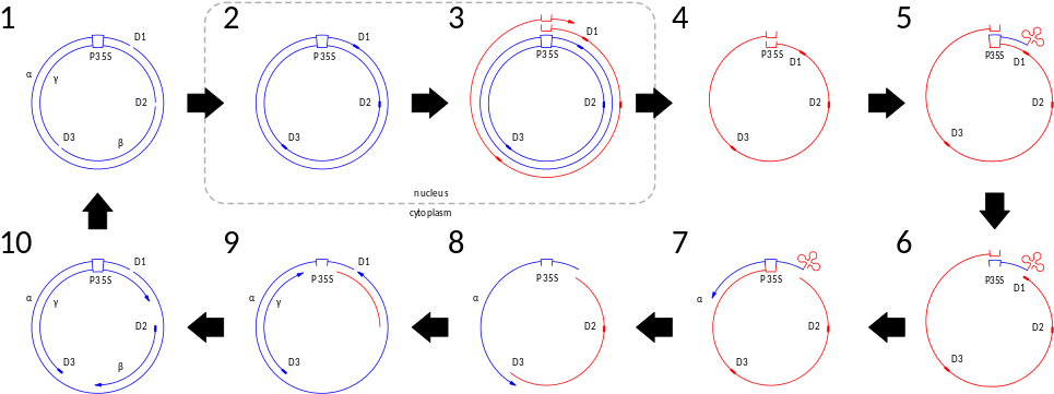 A Diagram Depicting The Steps In The Genome Replication - 仙 腸 関節 (1000x369), Png Download