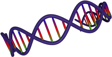 Dna Strand - พันธุกรรม Png (500x264), Png Download