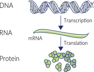This Protein Synthesis Relies On All Sorts Of Enzymes - Dna Rna Protein (400x310), Png Download