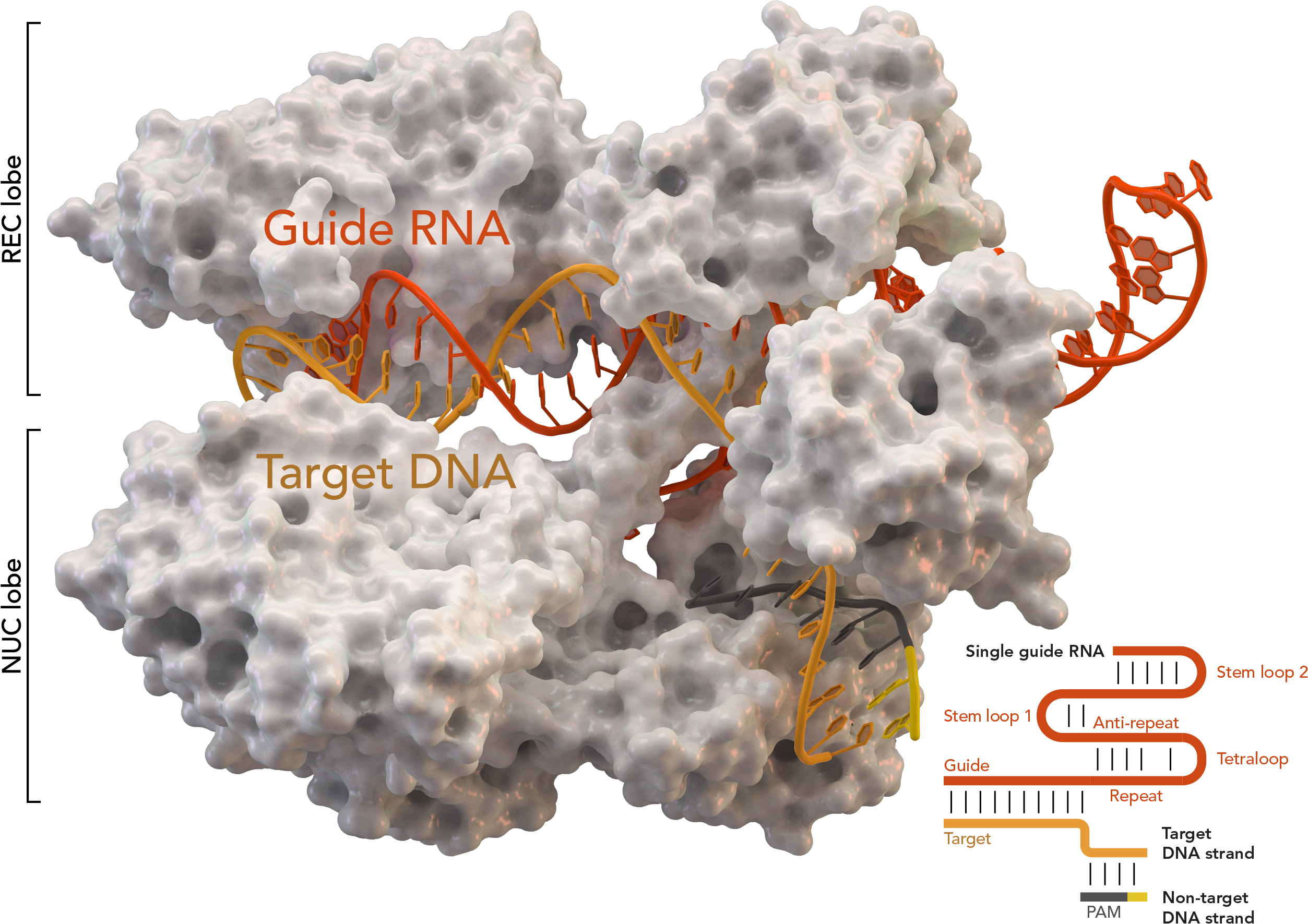 A Surface Model Of Cas9 Protein Bound To The Grna And - Cas9 Enzyme (2586x1851), Png Download