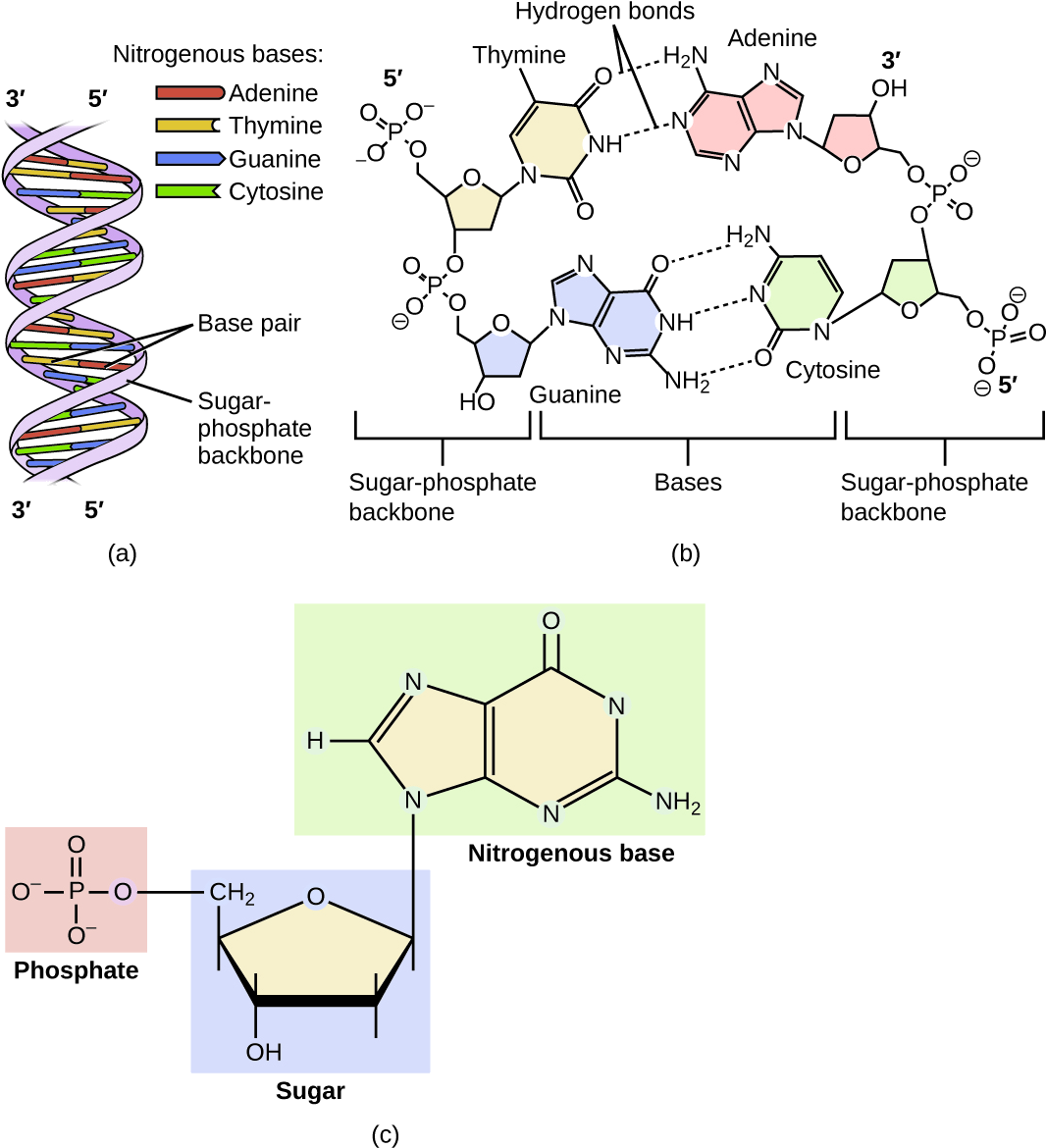 Dna Is A Double Helix Consisting Of Two Single Dna - Dna Molecule Nucleotide (1200x1200), Png Download