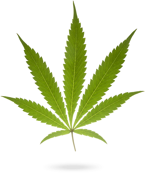 I'm Good To Go - Heres My Ribbon Cannabis Cures Cancer (643x750), Png Download