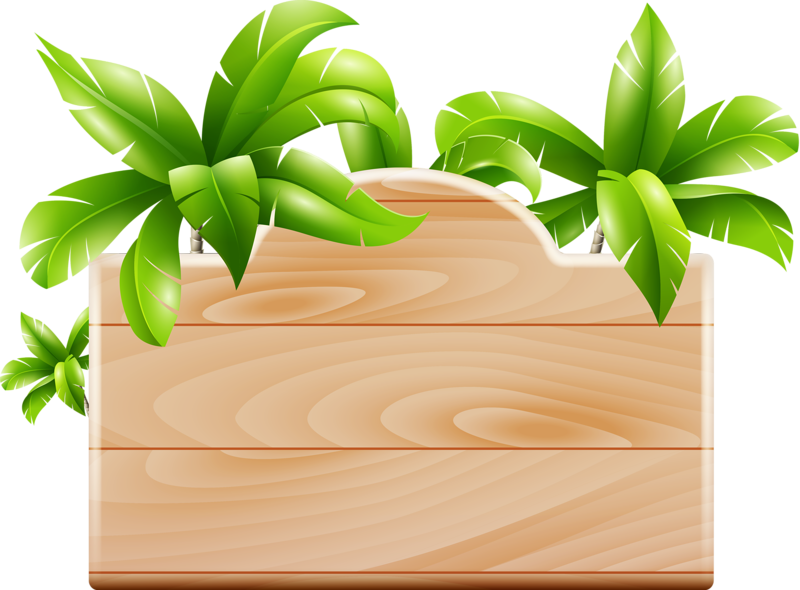 Фото, Автор Soloveika На Яндекс - Coconut Tree Design (800x590), Png Download