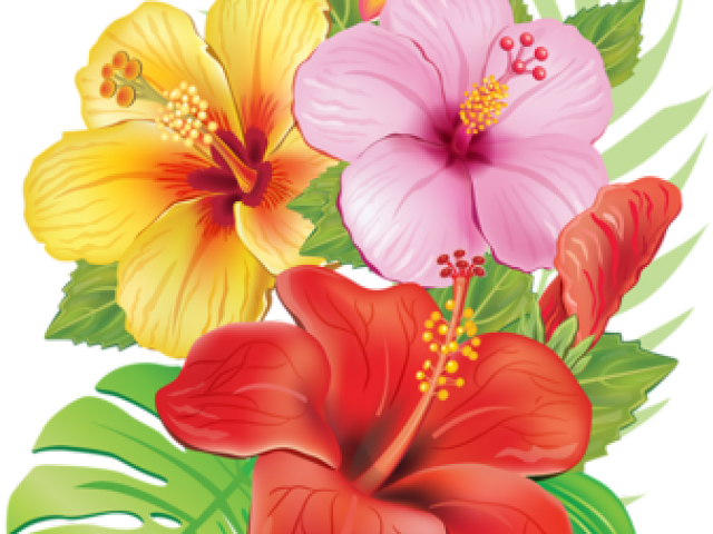 Yellow Hibiscus Shower Curtain (640x480), Png Download