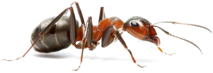 Ant Png - Fourmi De Pavé (480x319), Png Download