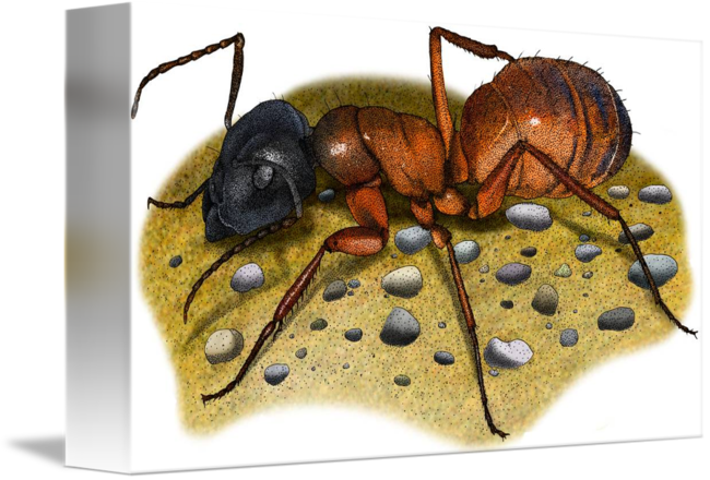 Carpenter Ant By Roger Hall - Canvas Print (650x440), Png Download