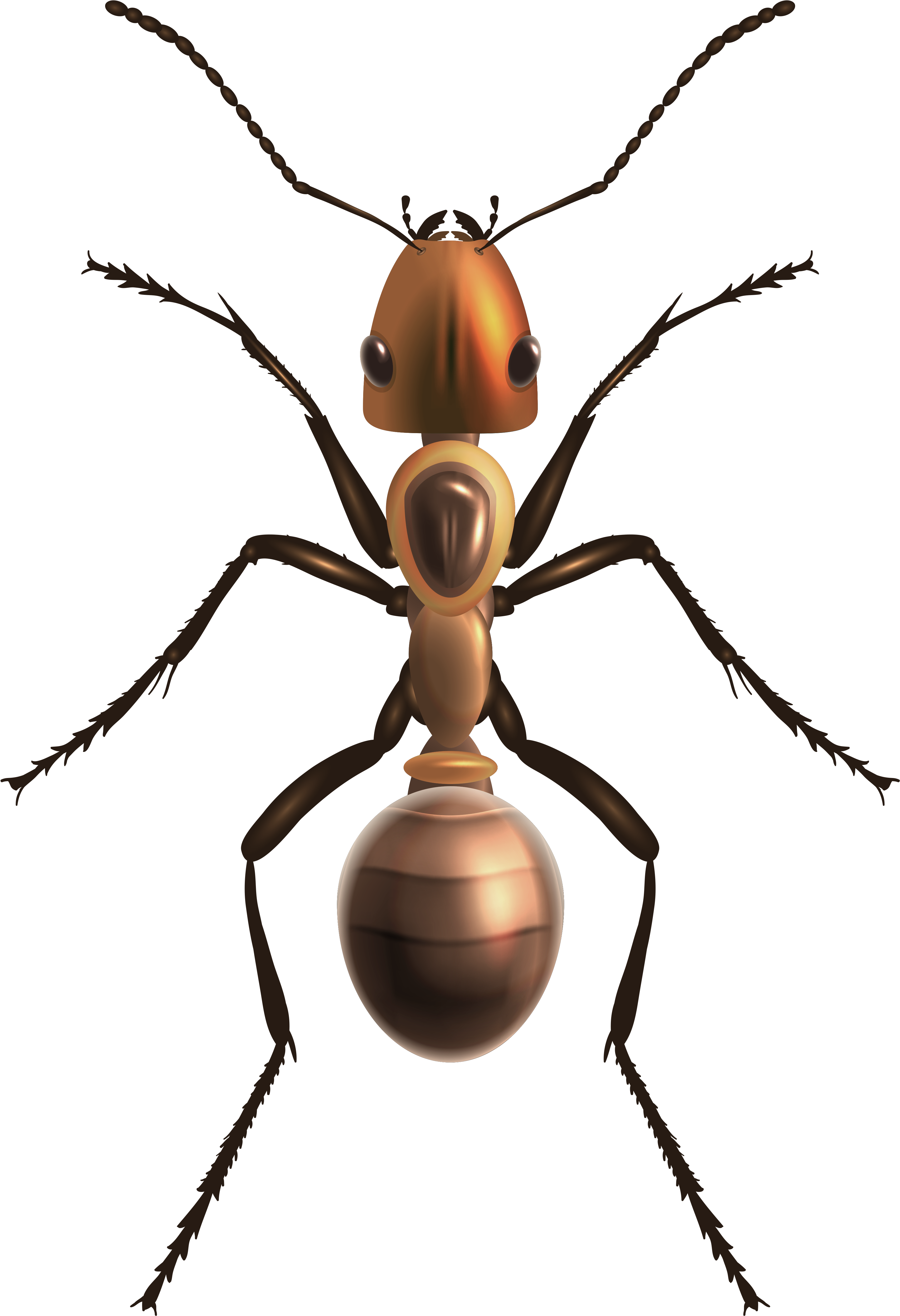 Ant Png Clip Art - Ant Png (3462x5063), Png Download