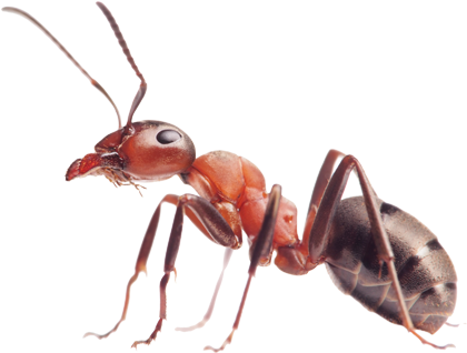 Ants Transparent Png File - Isotronic Garden Solar Powered Sonic Pack Of 6 Wave (511x405), Png Download