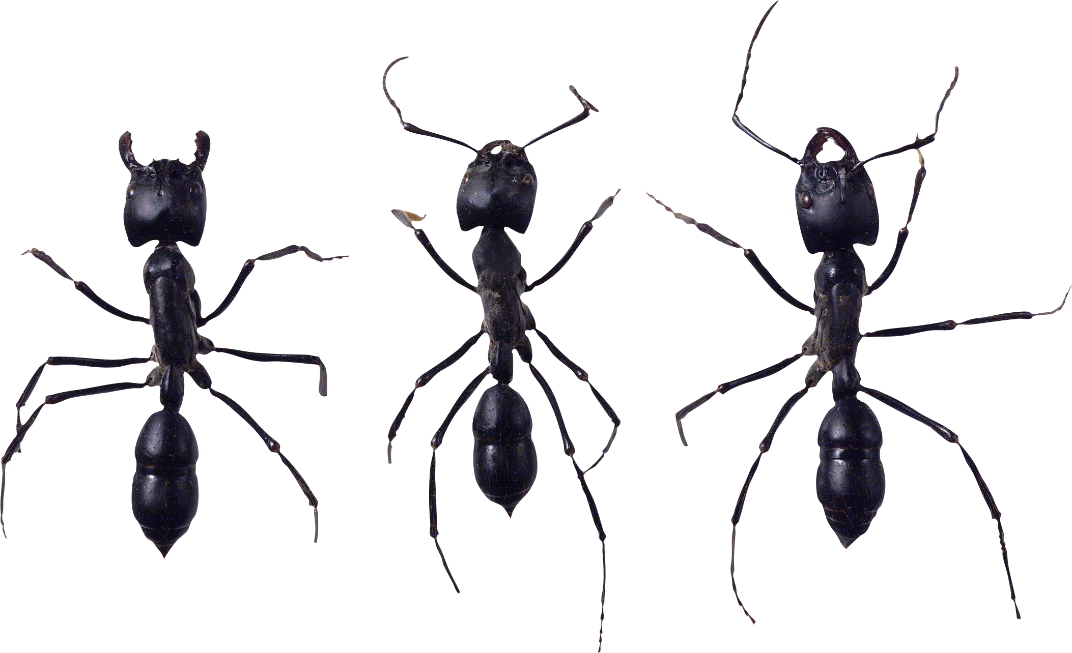 Ant (2106x1284), Png Download