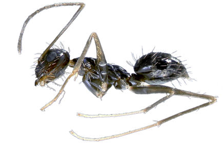 Learn About Crazy Ant Facts Hulett Pest - Carpenter Ant (450x300), Png Download