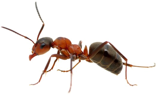 Ant Png Free Download - Ant Png (555x317), Png Download